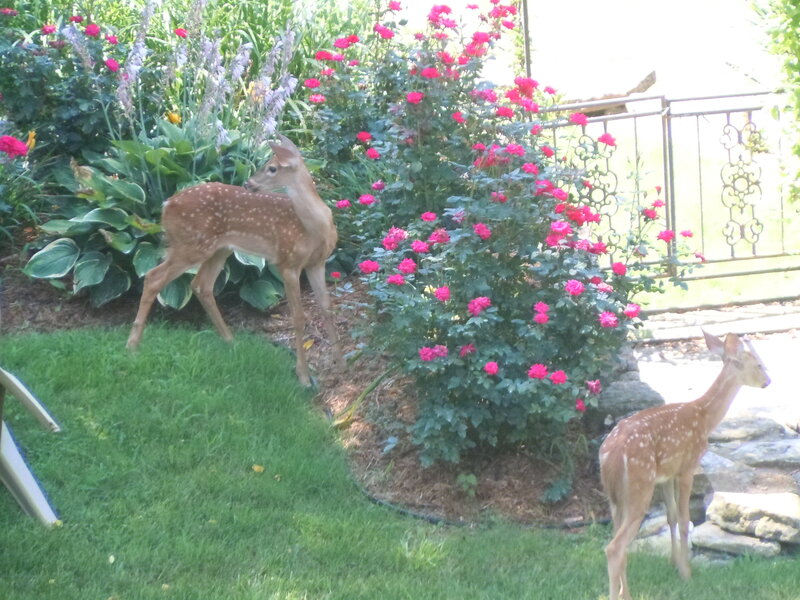 Two Fawns in Garden