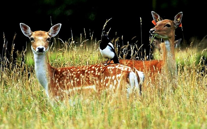 Two Fawns in Grass — Brown