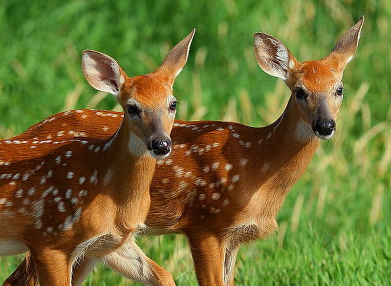 Two Fawns in Grass — Green, Calm, Afternoon