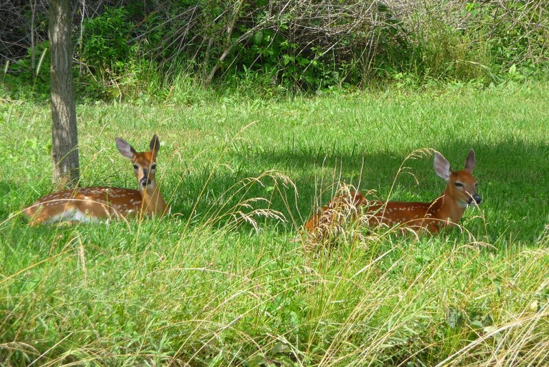 Two Fawns in Grass — Green, Calm