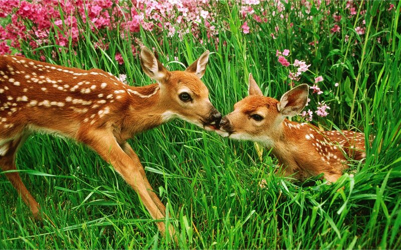 Two Fawns in Grass — Green, Peaceful, Spring, Photograph, Flowers, Field