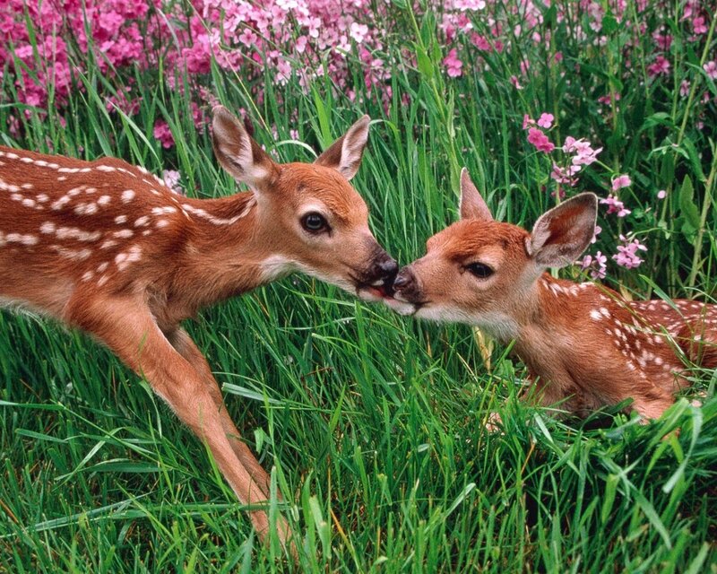 Two Fawns in Grass — Green, Peaceful, Spring