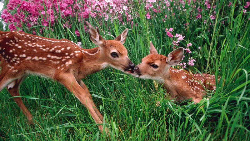 Two Fawns in Grass — Green, Peaceful