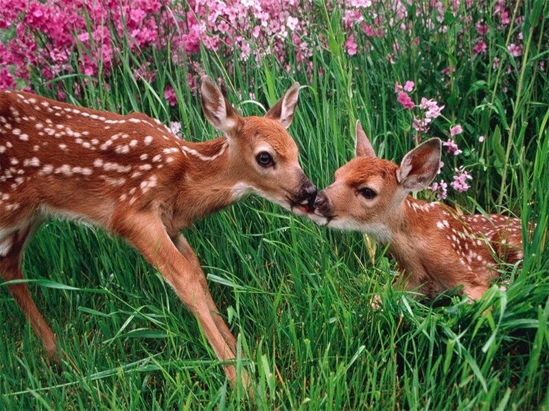 Two Fawns in Grass — Green, Serene, Spring
