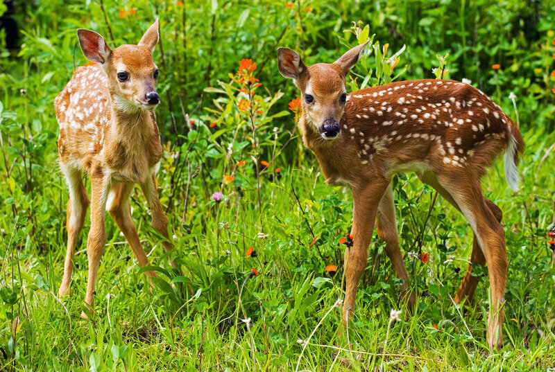 Two Fawns in Grass — Green, Serene, Summer