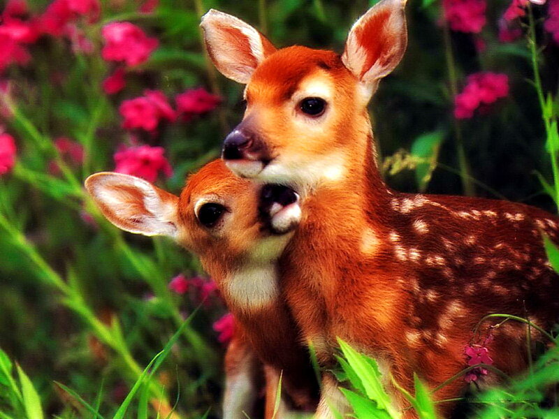 Two Fawns in Grass — Green, Serene