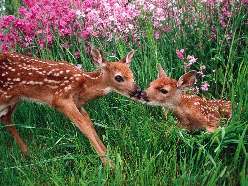 Two Fawns in Grass — Green