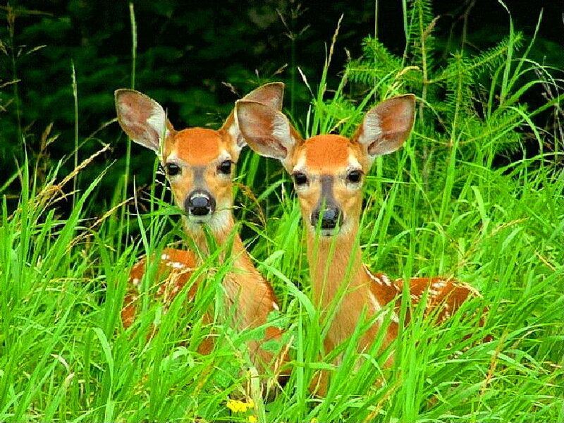 Two Fawns in Grass