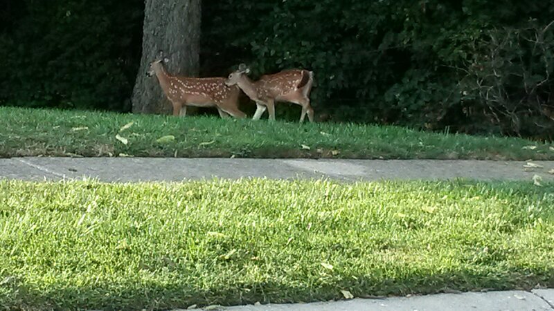 Two Fawns in Yard