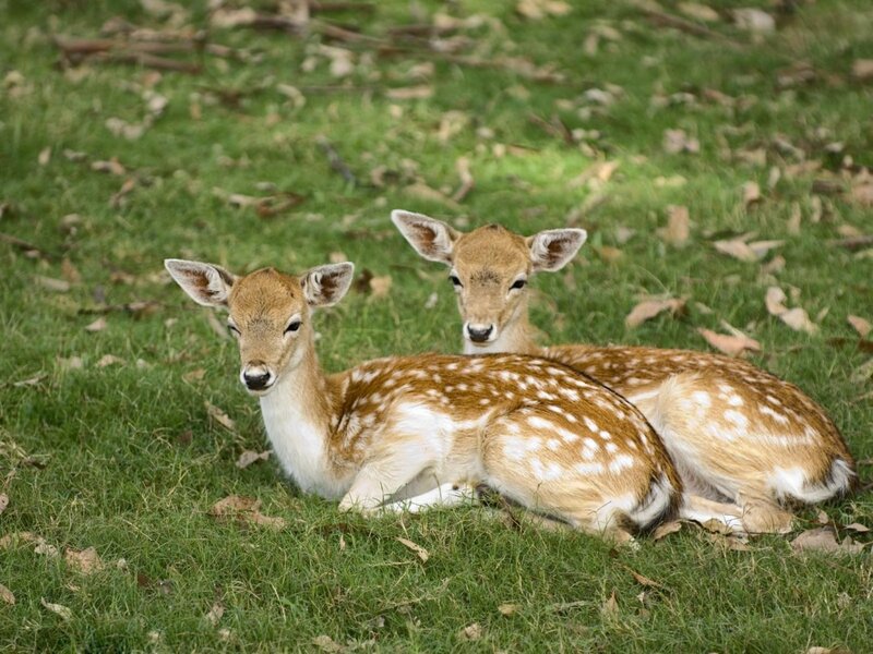 Two Fawns Lying