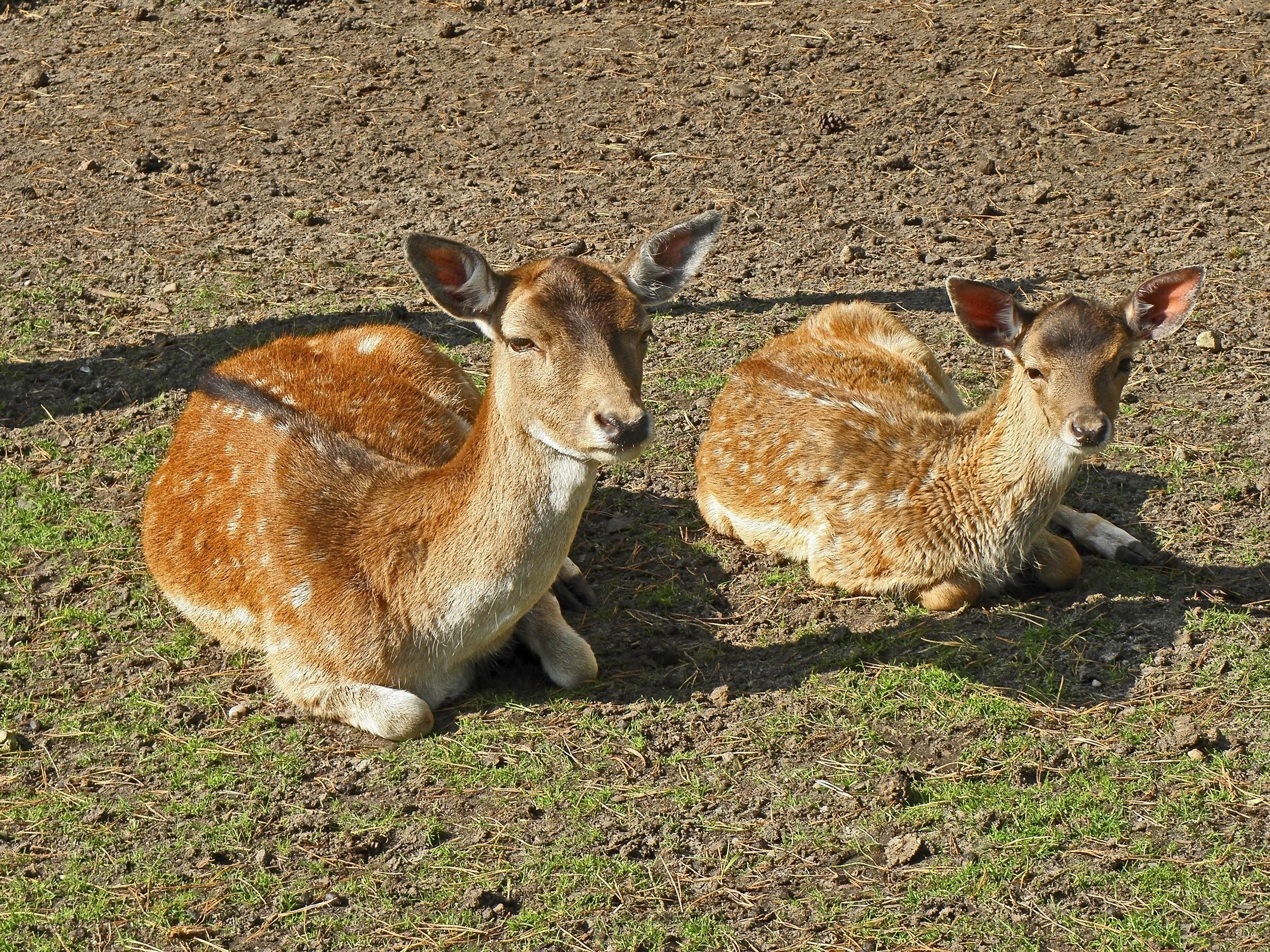 Two fawns resting on the ground