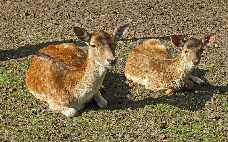 Two Fawns Resting