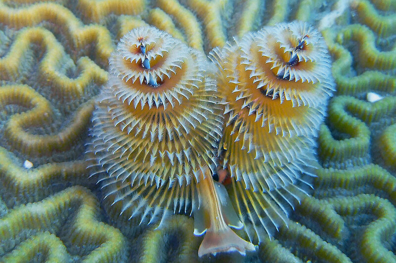 Two feather duster worms on coral