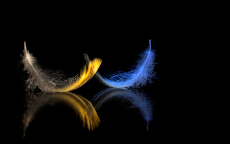 Two Feathers on Black