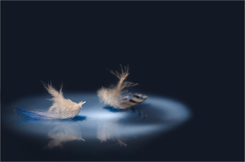 Two Feathers on Surface
