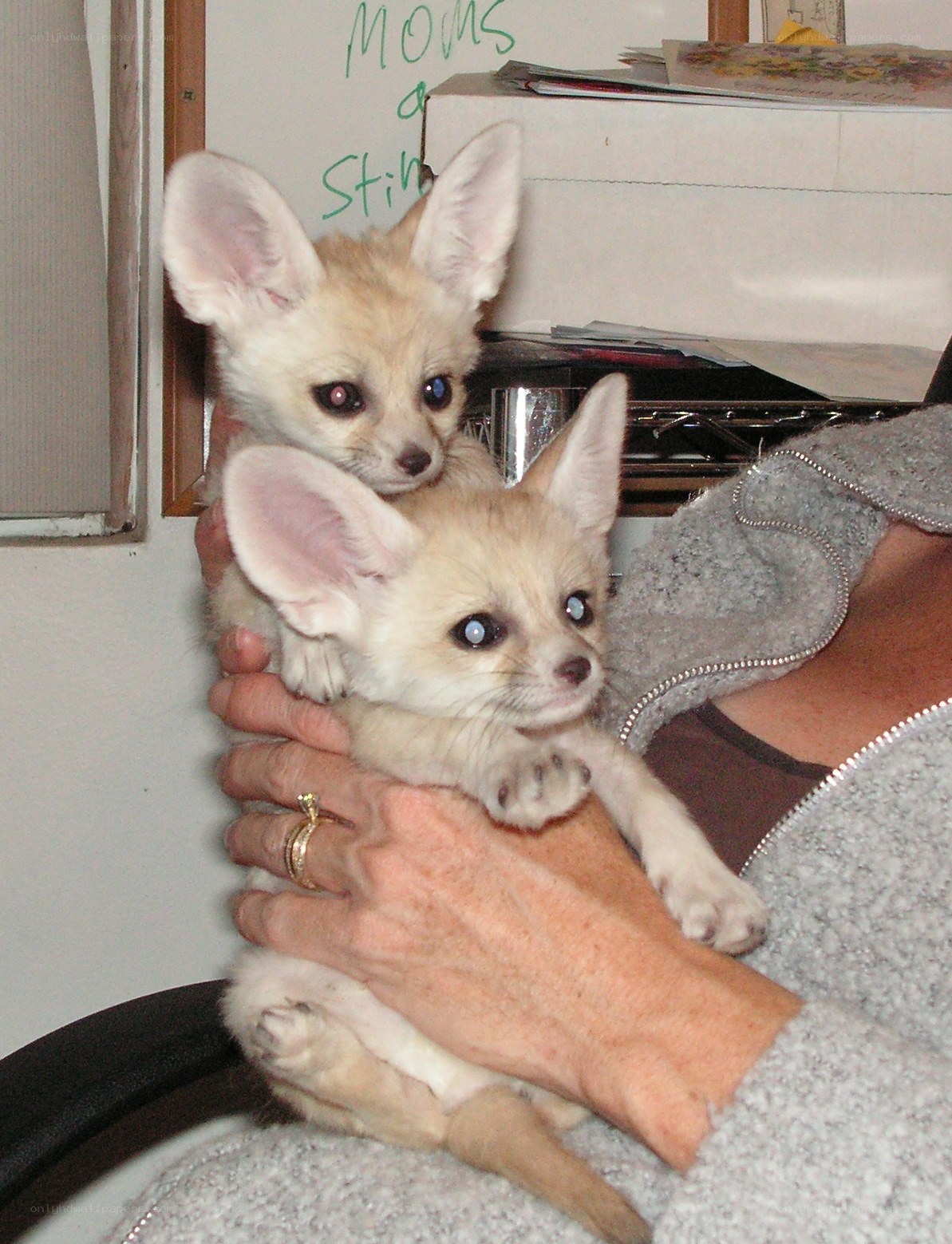 Two fennec fox kits held by a person