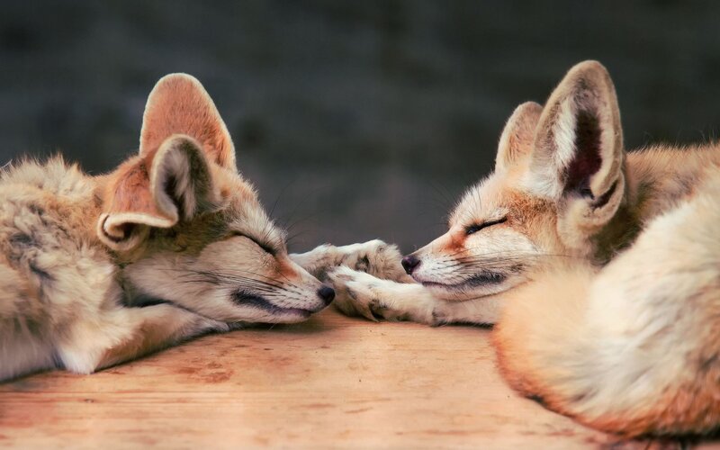 Two Fennec Foxes — Brown, Calm, Photograph