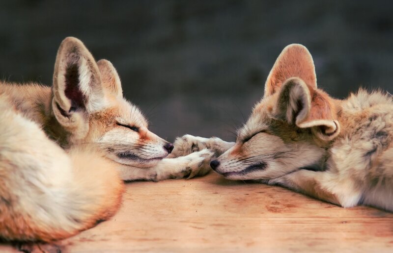Two Fennec Foxes — Brown, Peaceful, Photograph