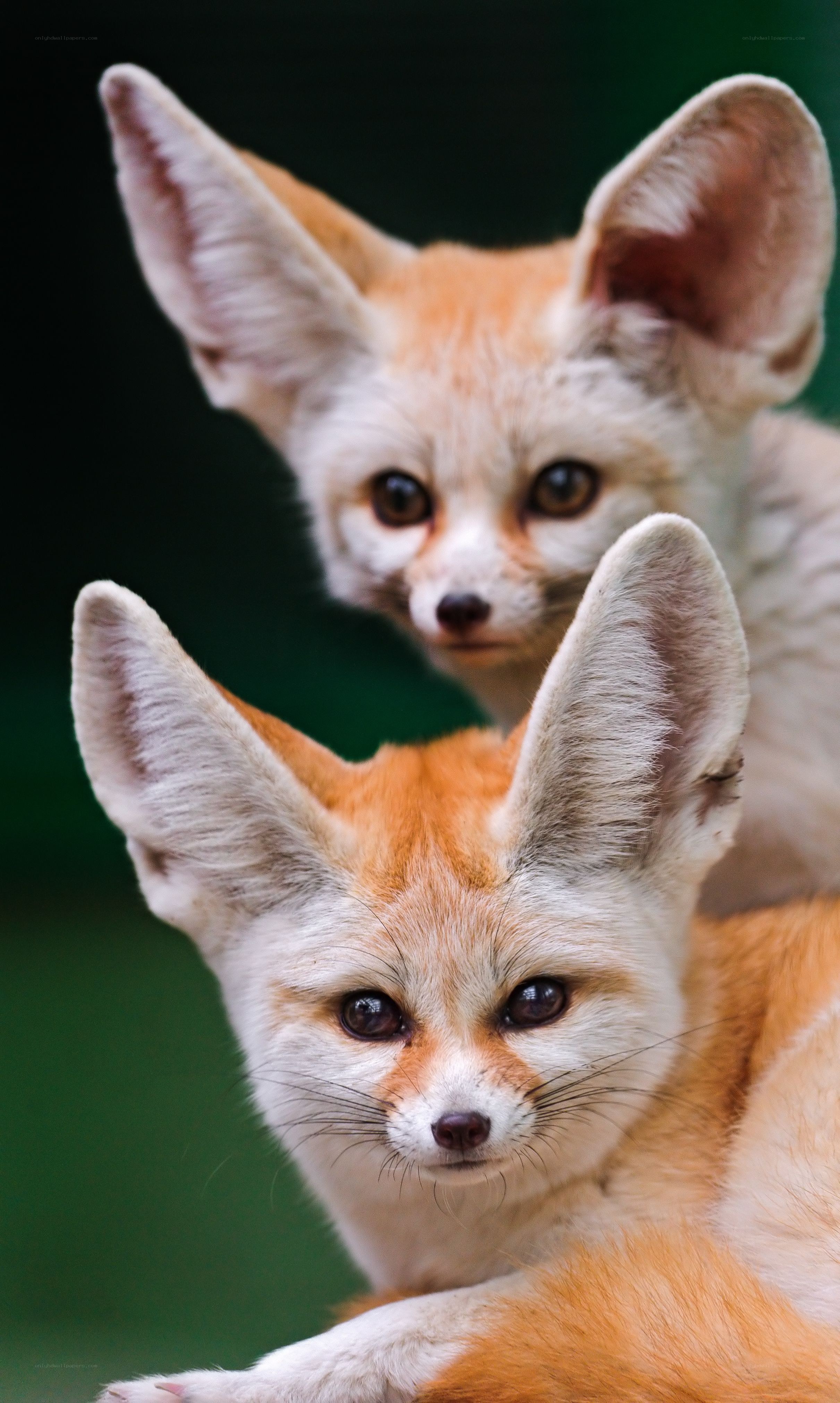 Two fennec foxes in focus