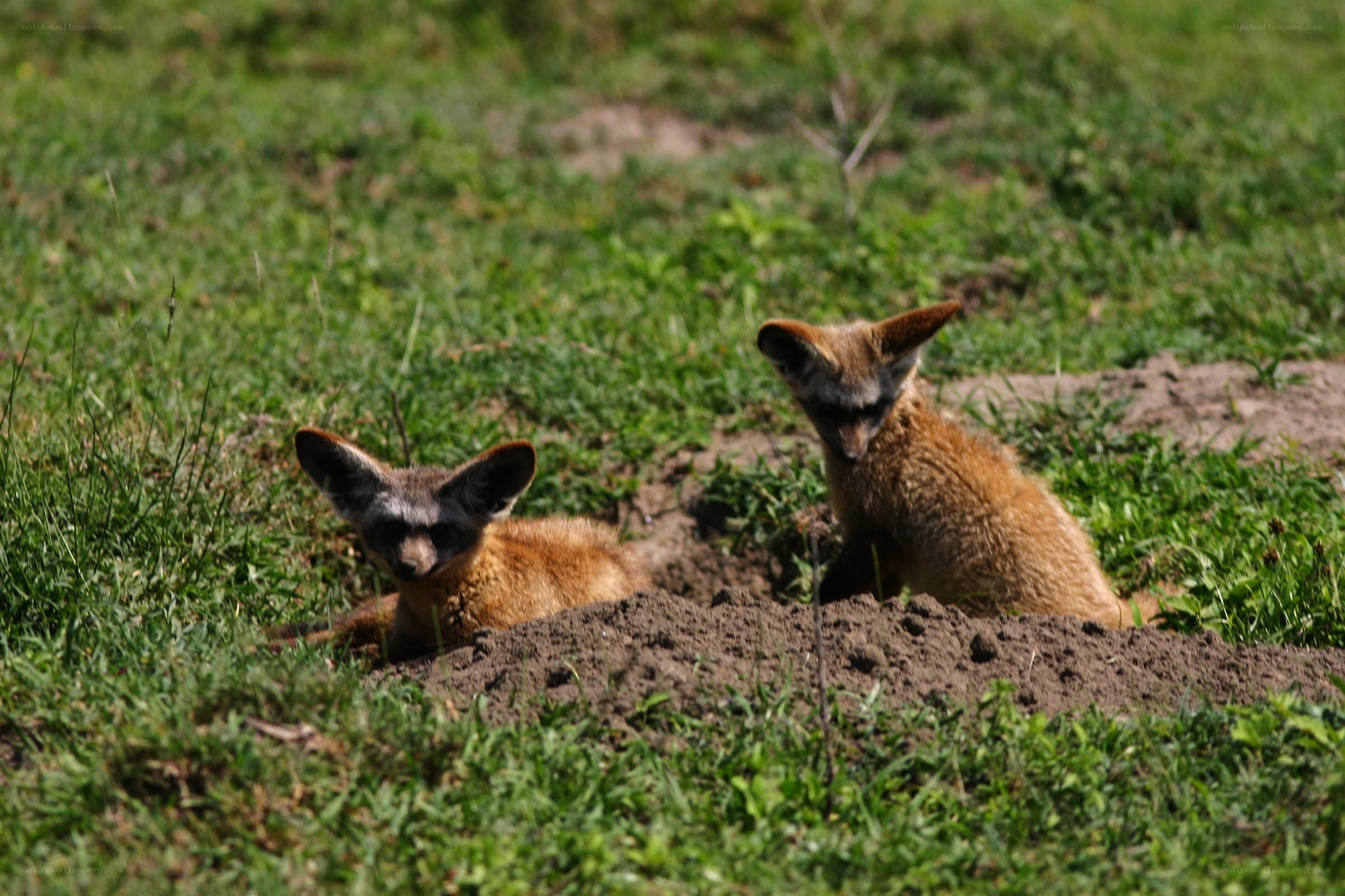 Two fennec foxes in grass