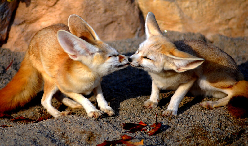 Two fennec foxes nuzzling