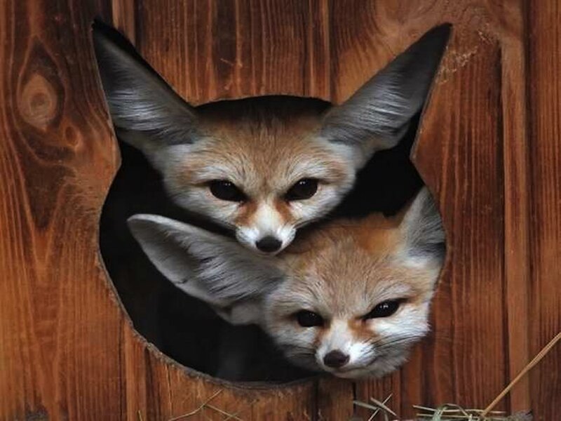 Two Fennec Foxes