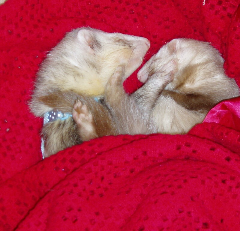 Two ferrets cuddling