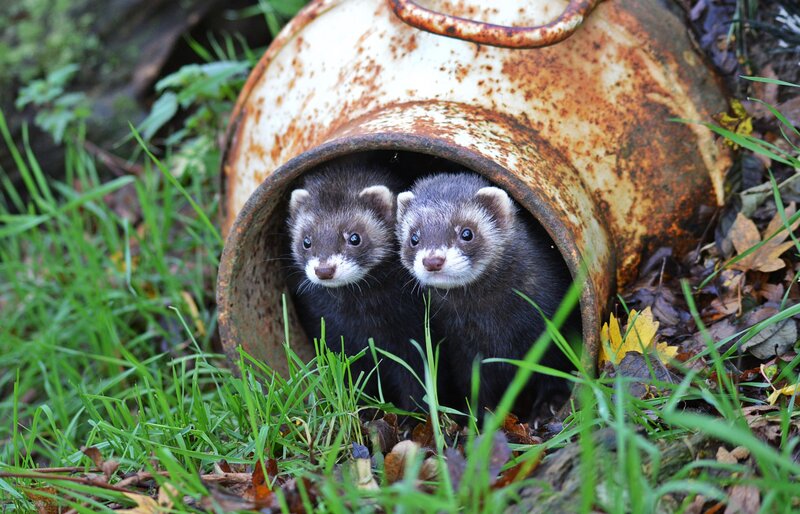 Two Ferrets in a Bucket