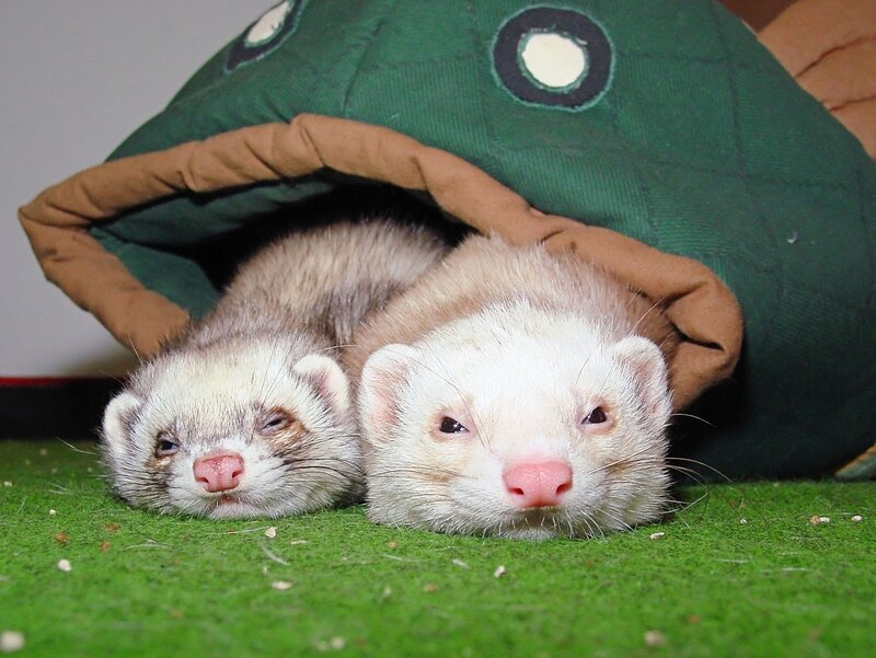 Two ferrets in a cozy hideout