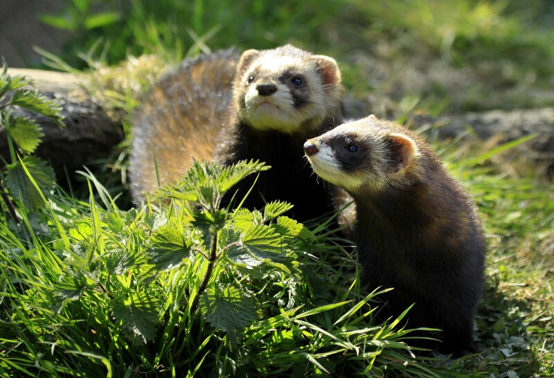 Two ferrets in grass
