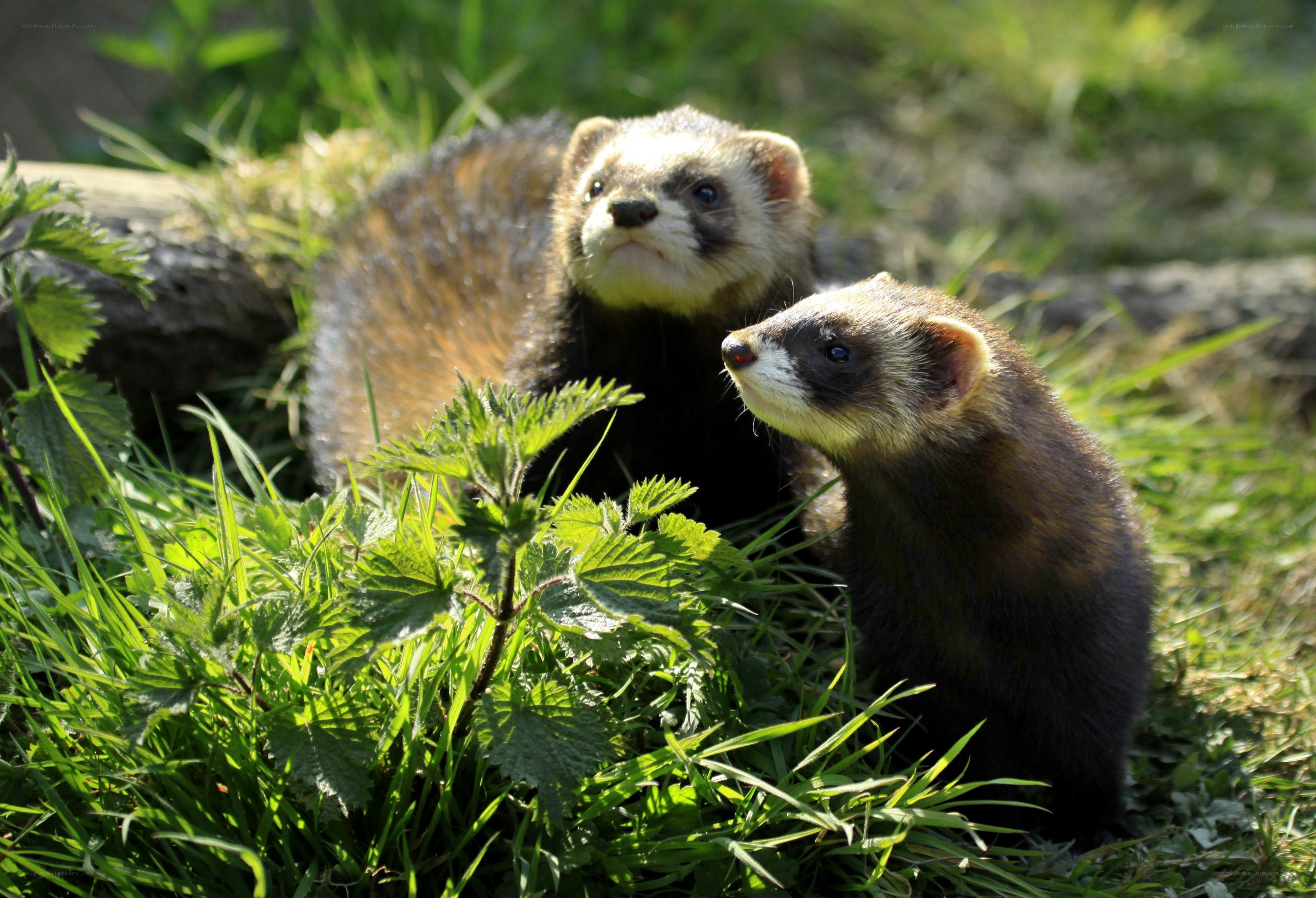 Two ferrets in grass