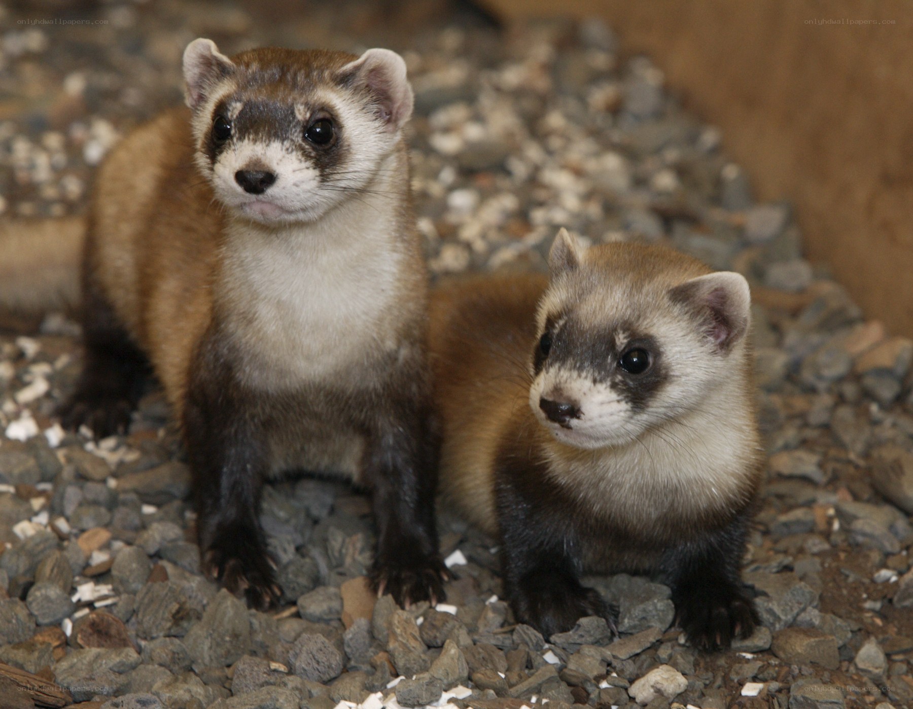 Two ferrets on gravel