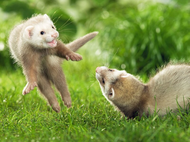 Two Ferrets Playing — Green, Playful