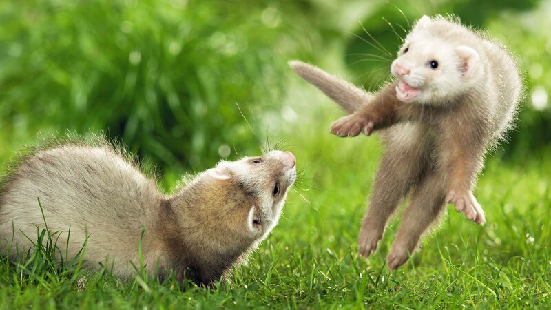 Two Ferrets Playing — Green