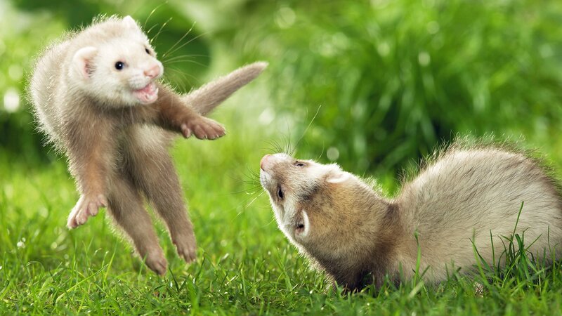 Two ferrets playing in grass