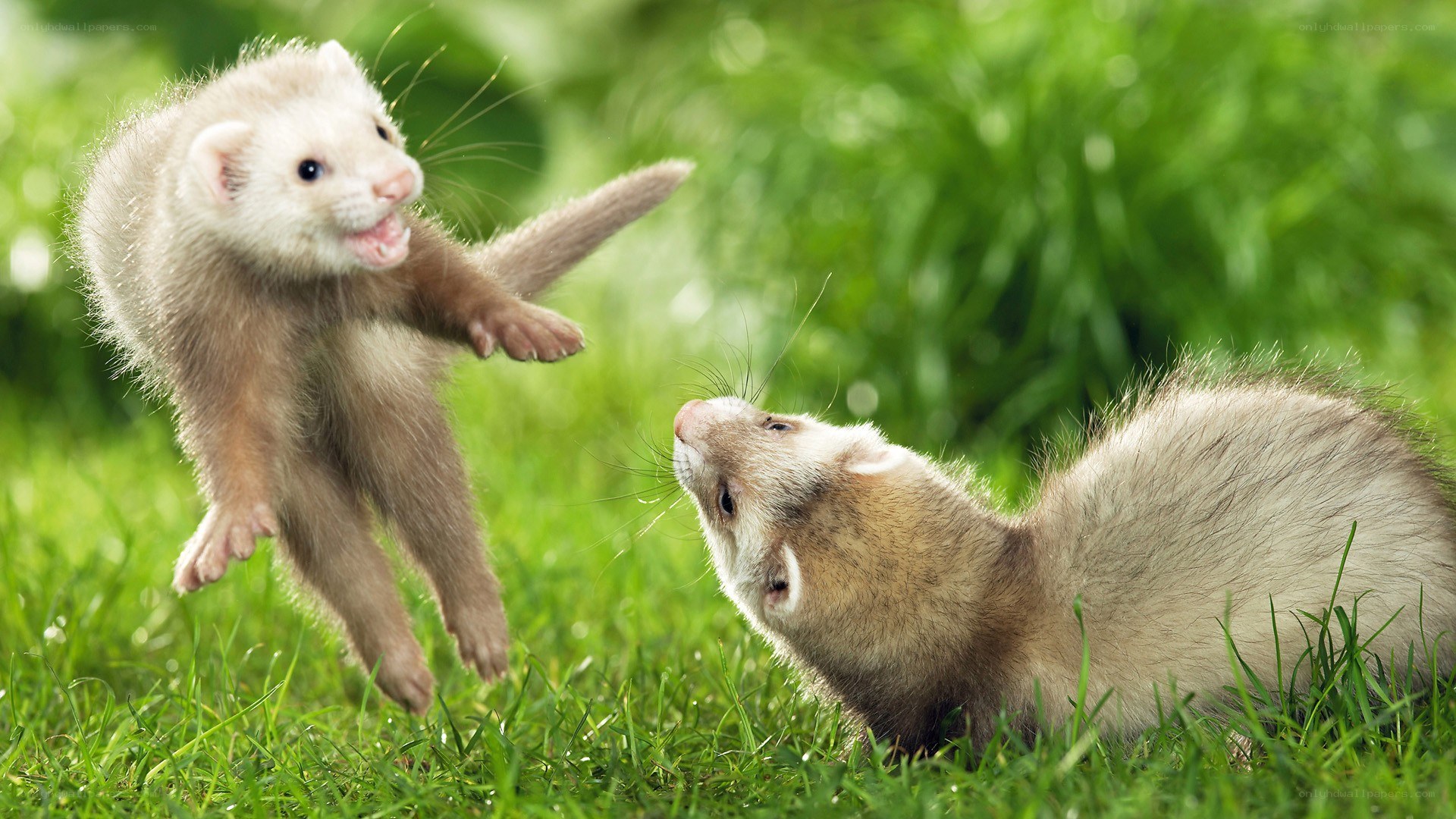 Two ferrets playing in grass