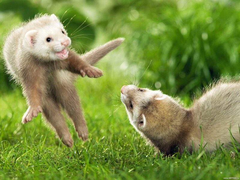 Two Ferrets Playing