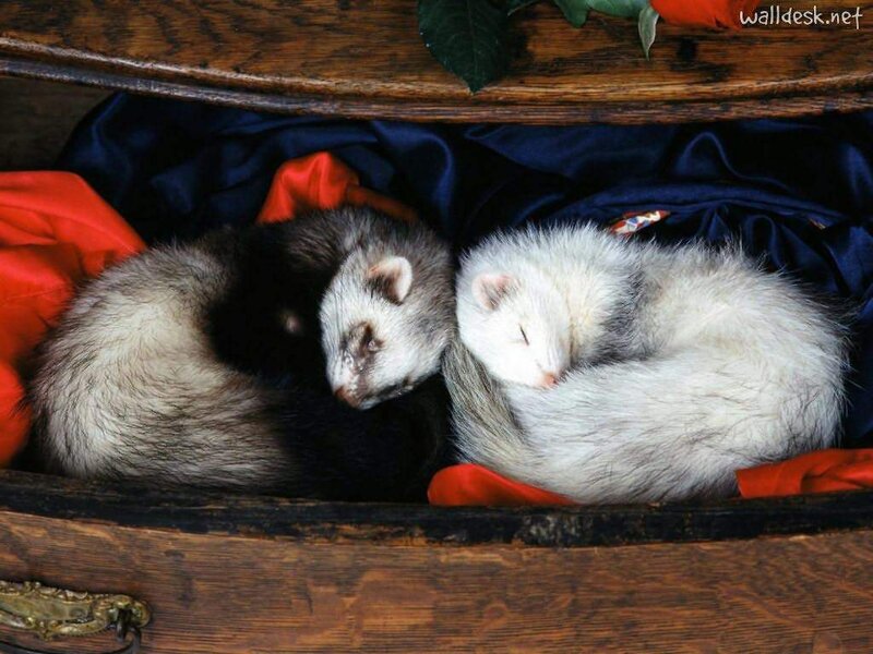 Two Ferrets Sleeping — Brown