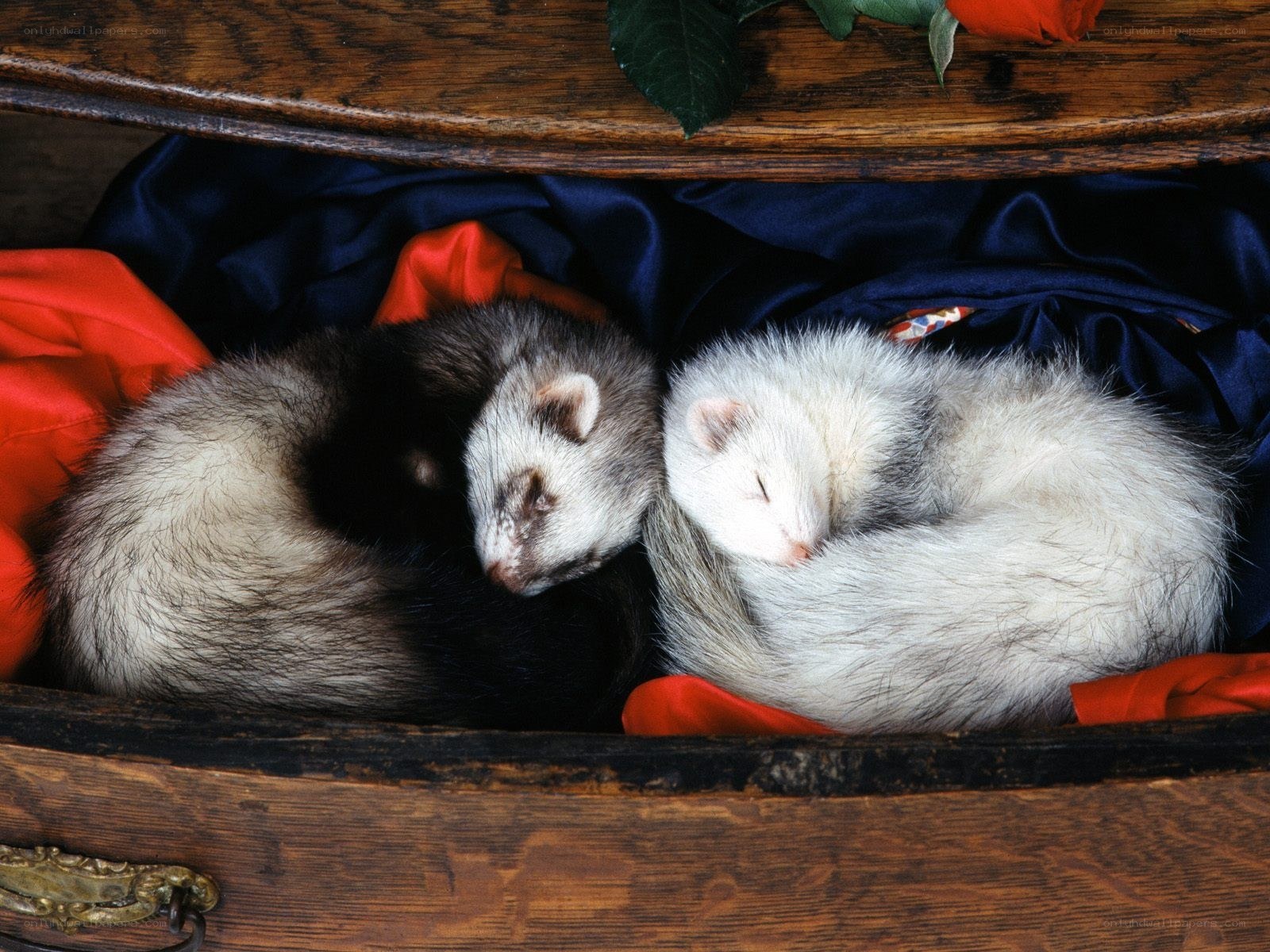 Two ferrets sleeping in a chest