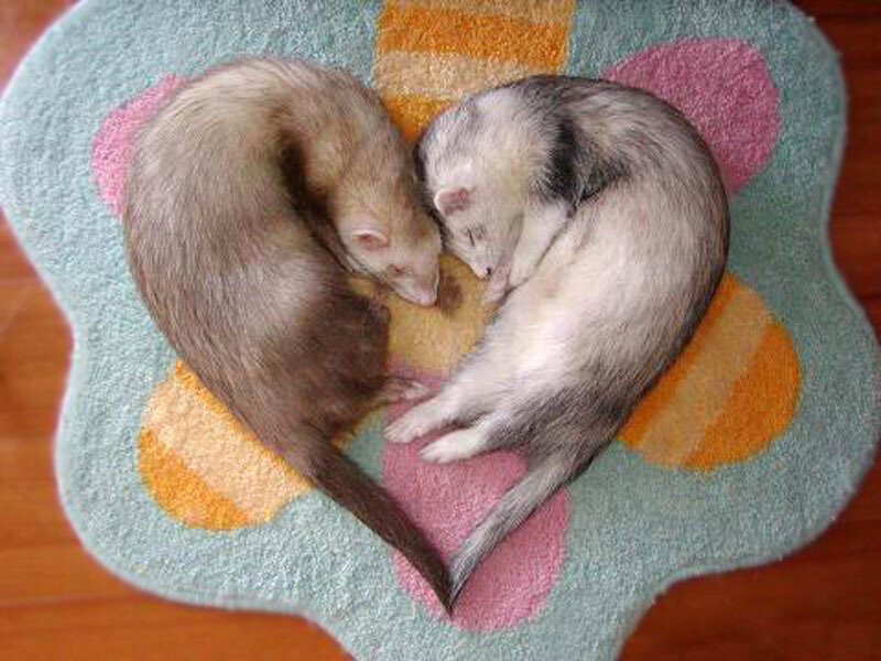 Two ferrets sleeping in heart shape