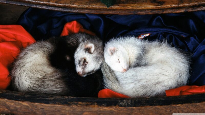 Two Ferrets Sleeping