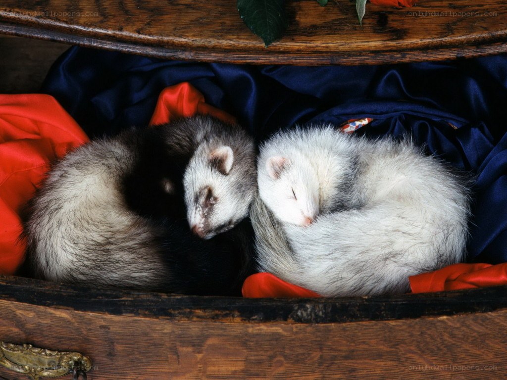 Two ferrets sleeping together