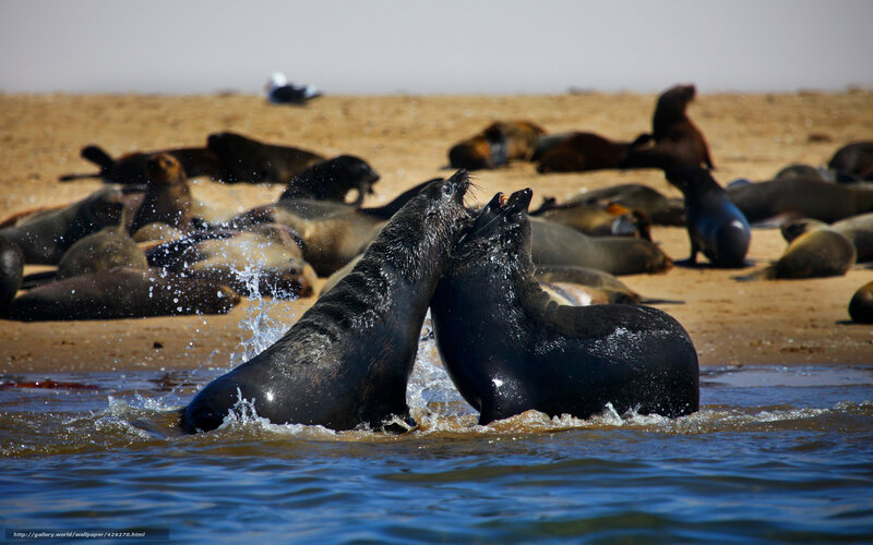 Two Fighting Sea Lions