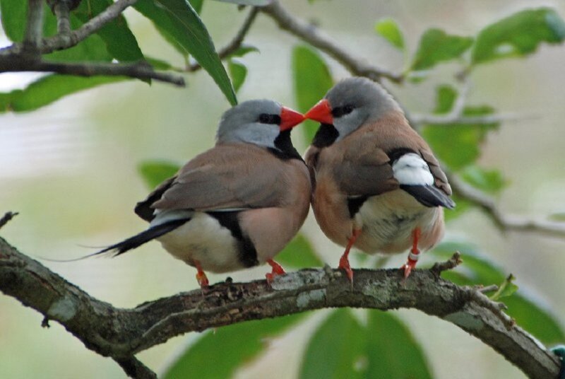 Two Finches on Branch