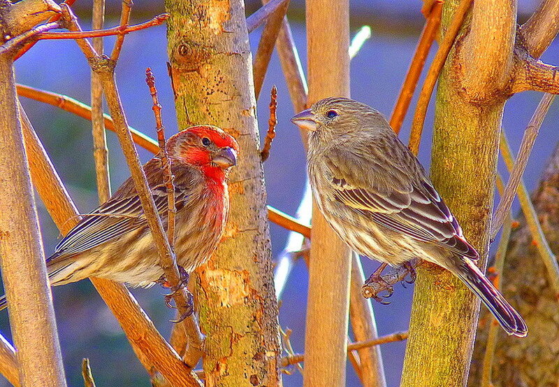 Two Finches on Branches