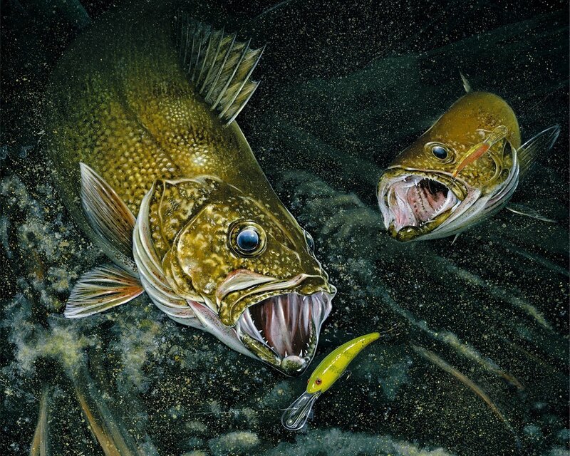 Two fish chasing a lure