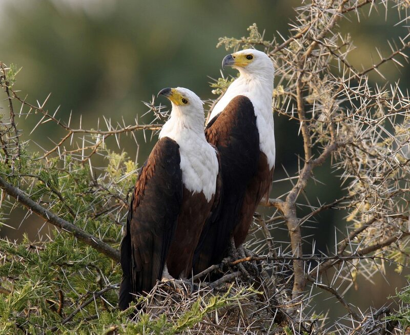 Two Fish Eagles on Branch