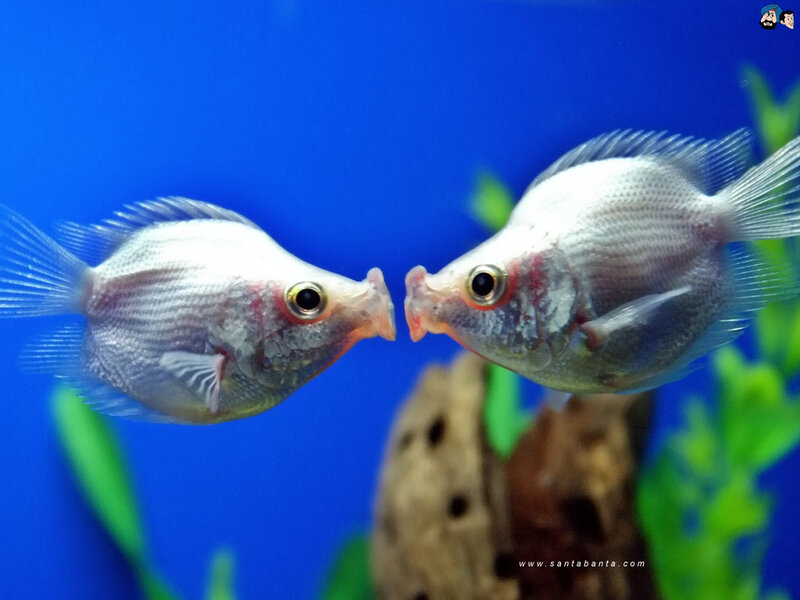 Two fish facing each other