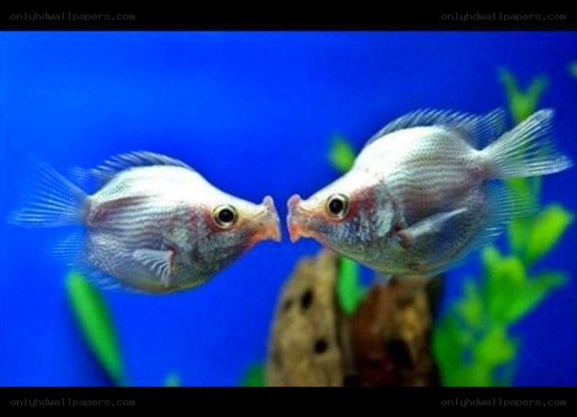 two fish facing each other