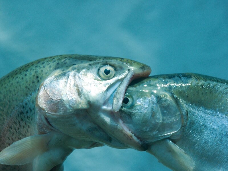Two fish fighting underwater
